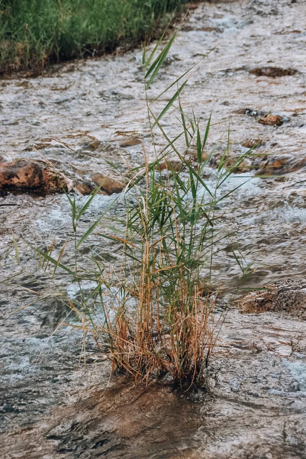 Todra-Schlucht – Foto 5